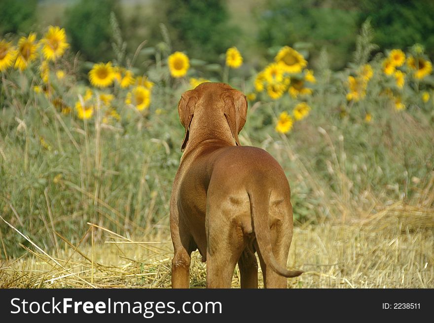 Young hungarian vizsla dog admiring a field of sunflowers in full bloom. Young hungarian vizsla dog admiring a field of sunflowers in full bloom.