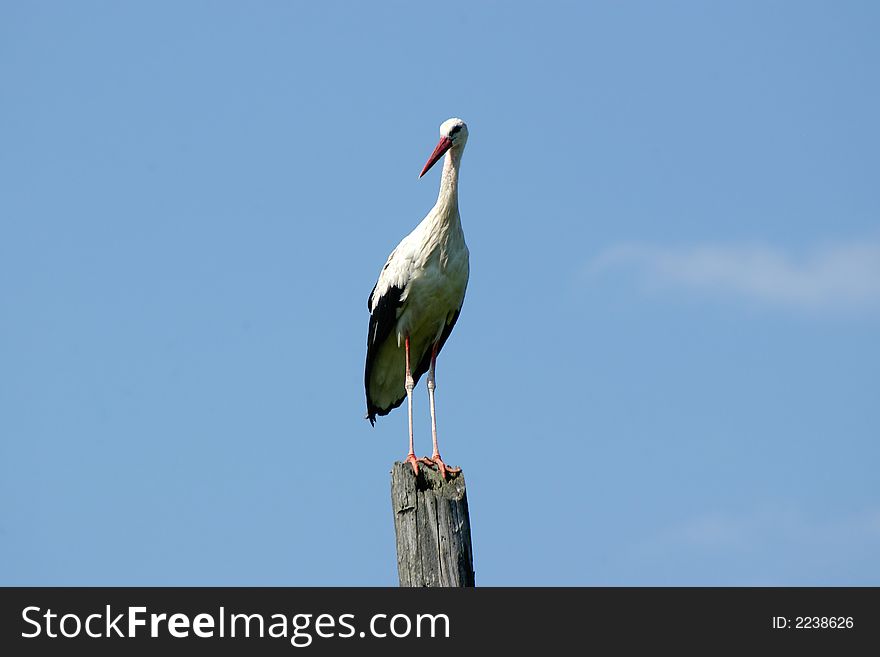 The stork on stands on a wooden column on a background of the blue monophonic sky. The stork on stands on a wooden column on a background of the blue monophonic sky.