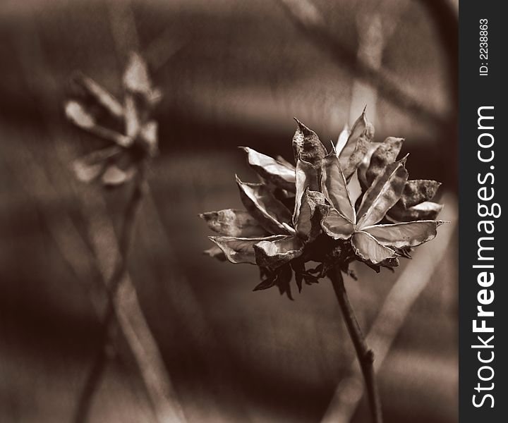 Sepia (quad tone) view of dried flowers in a natural, garden setting.  The tones are pink, deep brown, white, and burnt orange