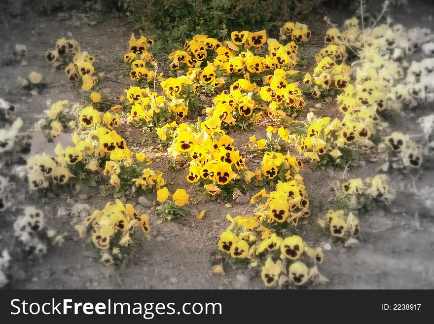 Romantic Pansy garden