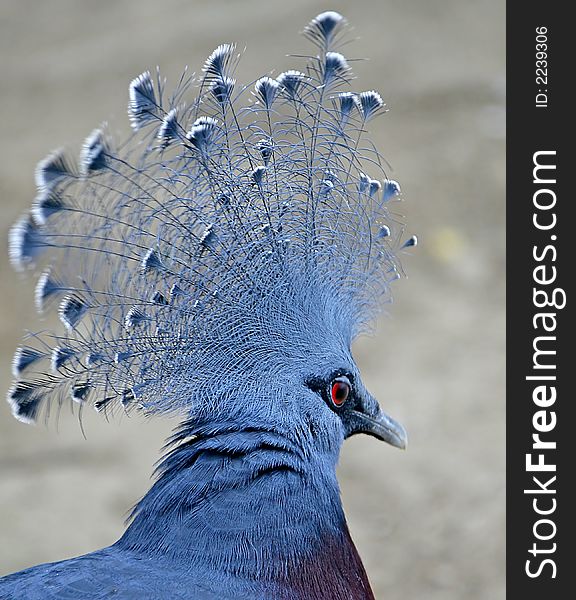 Portrait of Victoria Crowned Pigeon. Portrait of Victoria Crowned Pigeon