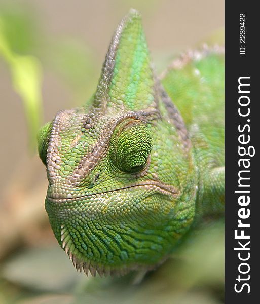 Chameleon 4