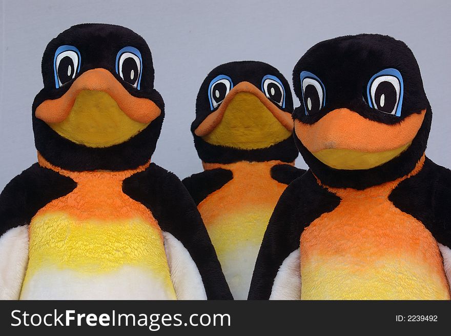 Portrait of three concert penguins on plain backdrop. Portrait of three concert penguins on plain backdrop