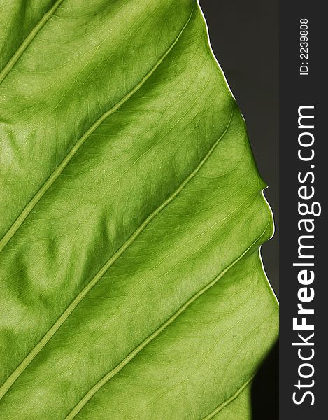 Background of large textured leaf. Background of large textured leaf