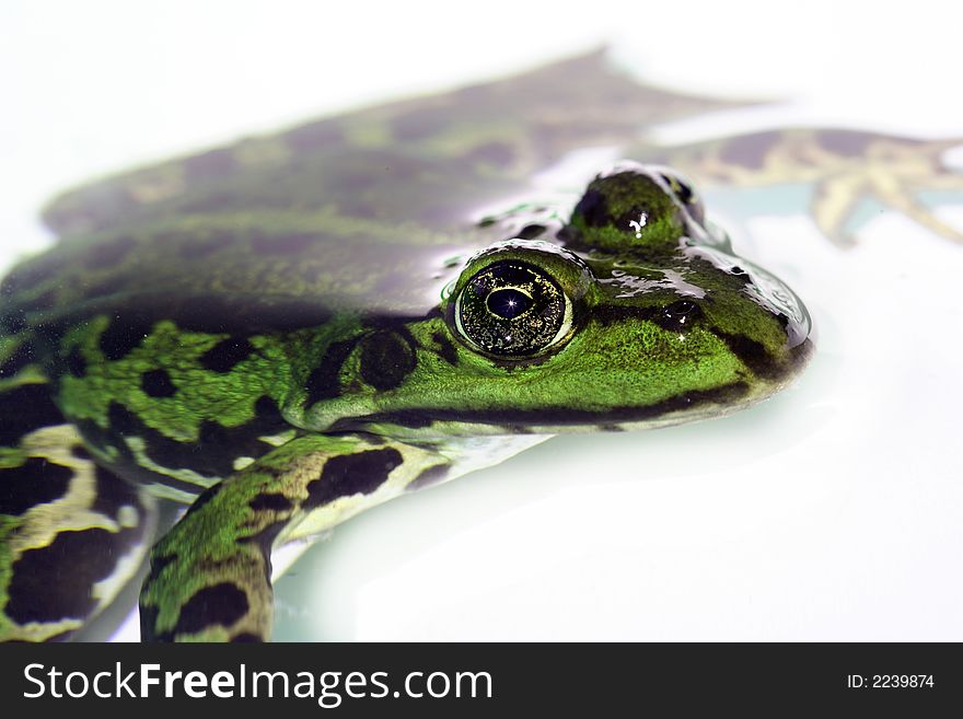 A green frog and a white background