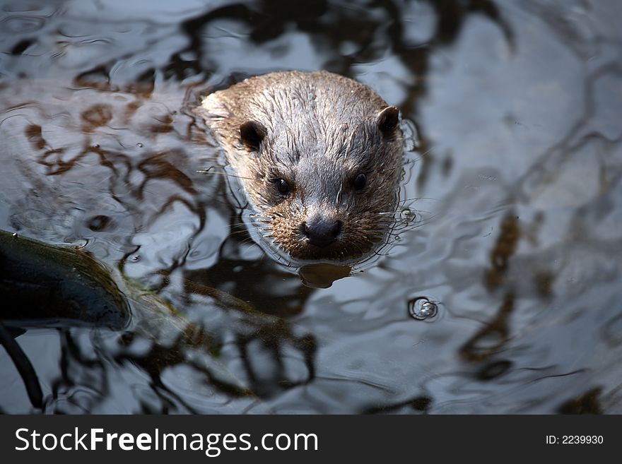 An otter swimming in the water