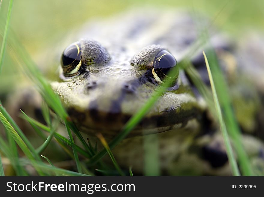 A green frog and a white background