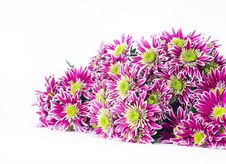 Bouquet Of Pink Chrysanthemums Stock Photo Bouquet Of Pink Chrysanthemums Stock Photo