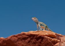 Collared Lizard Royalty Free Stock Photography Collared Lizard Royalty Free Stock Photography