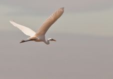 The Great White Egret In Flight Royalty Free Stock Photos