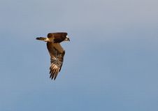 An Osprey In Flight Royalty Free Stock Images