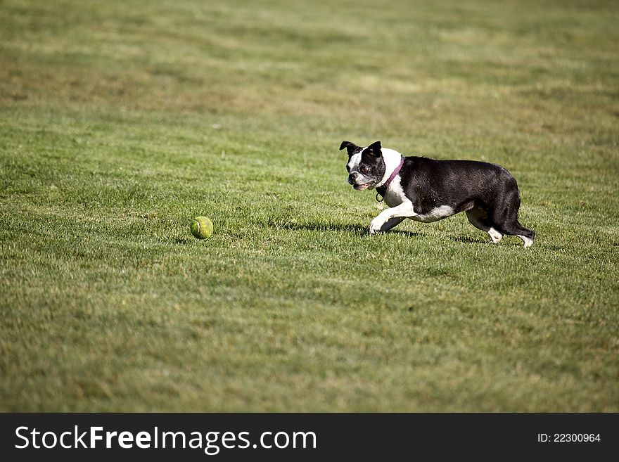 Terrier Ball Approach