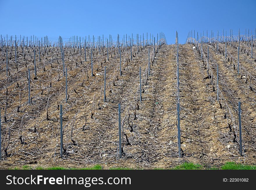 Rows of vines in france in winter. Rows of vines in france in winter