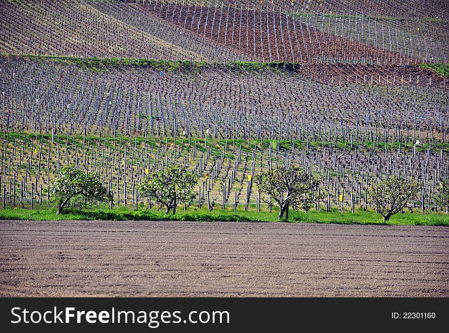 A vinyard in france in early spring. A vinyard in france in early spring