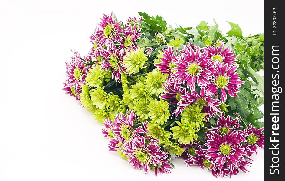 Bouquet of pink and green chrysanthemums on a white background. Bouquet of pink and green chrysanthemums on a white background