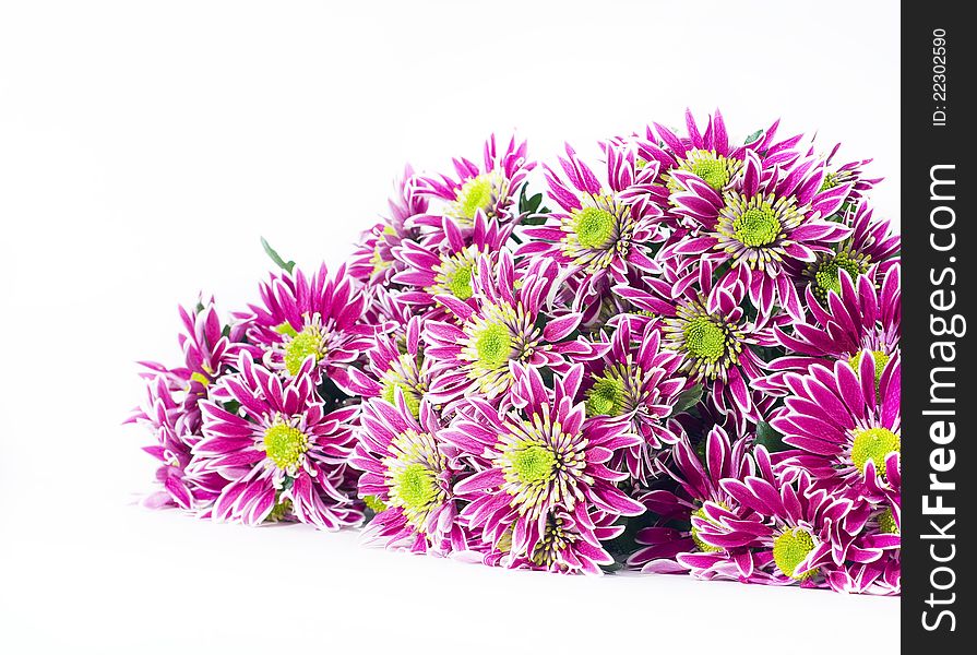 Bouquet of pink chrysanthemums