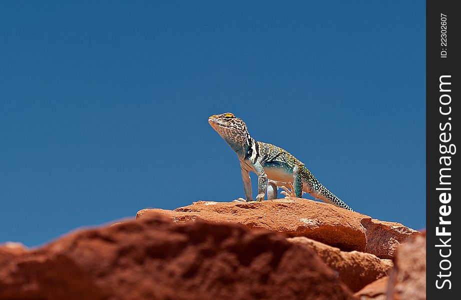 This collared lizard (Crotophytus collaris) was sunning himself on some rocks outside of Flagstaff, Arizona.