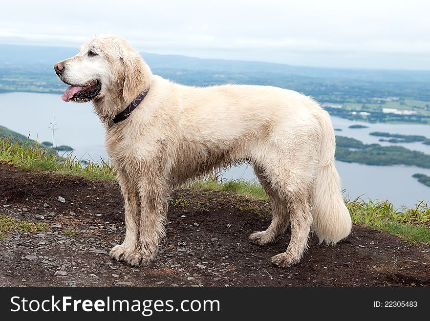 Dog on a Torc mountain