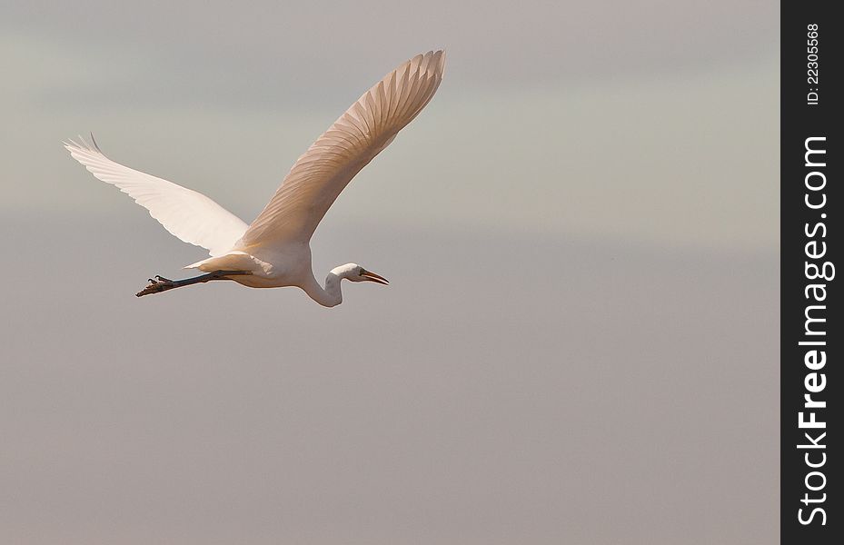 A majestic Great White Egret (Ardea alba) shows itÂ´s impressive wingspan with a itÂ´s calm and harmonious flight. A majestic Great White Egret (Ardea alba) shows itÂ´s impressive wingspan with a itÂ´s calm and harmonious flight.