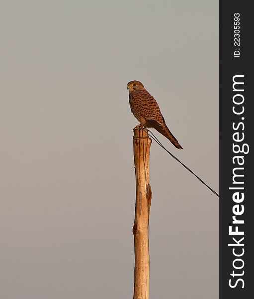 This female Common Kestrel (Falco tinnunculus) uses this pole as a welcome point of observation in a patient wait for a suitable prey. This female Common Kestrel (Falco tinnunculus) uses this pole as a welcome point of observation in a patient wait for a suitable prey.