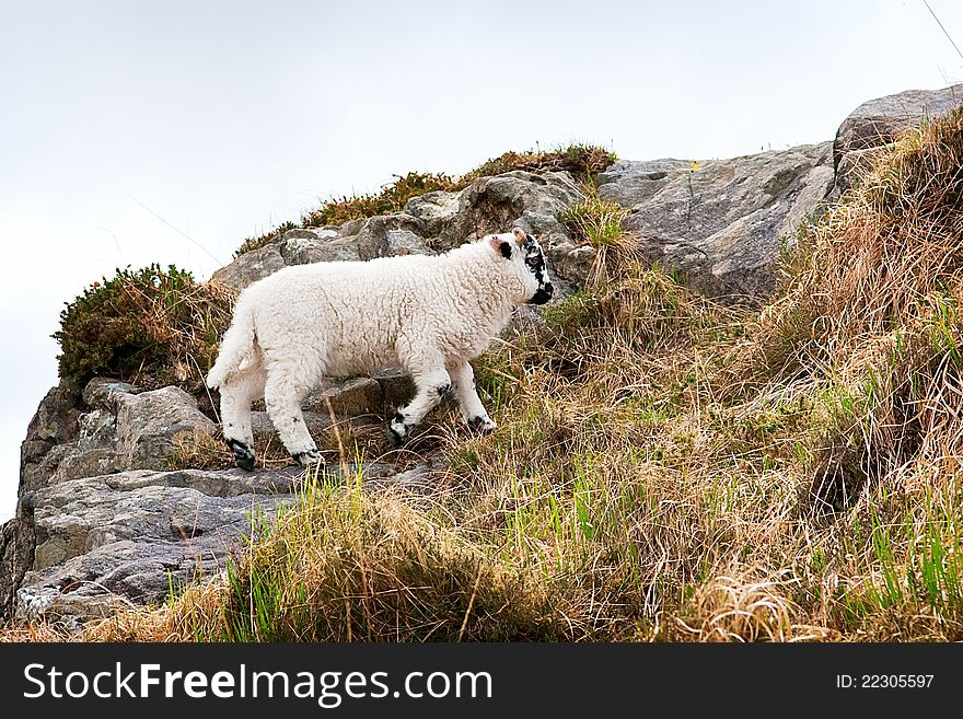 Sheep on the landscape taken on a Torc Mountain Ireland. Sheep on the landscape taken on a Torc Mountain Ireland