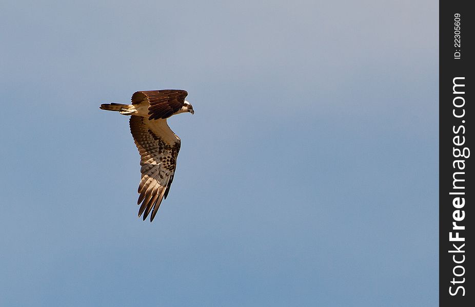 An Osprey in flight