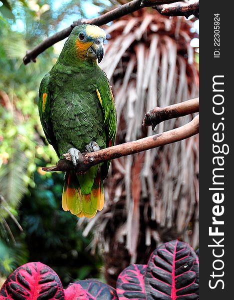 Orange Tipped African Parrot
