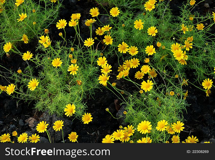 Many yellow flower in the garden