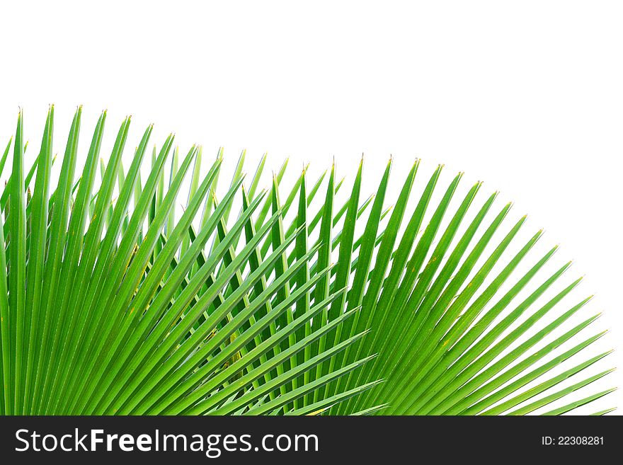 Palm leaf isolated on white background