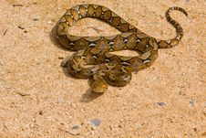 Snake Royalty Free Stock Images Snake Royalty Free Stock Images