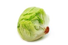 Fresh Cabbage Stock Image