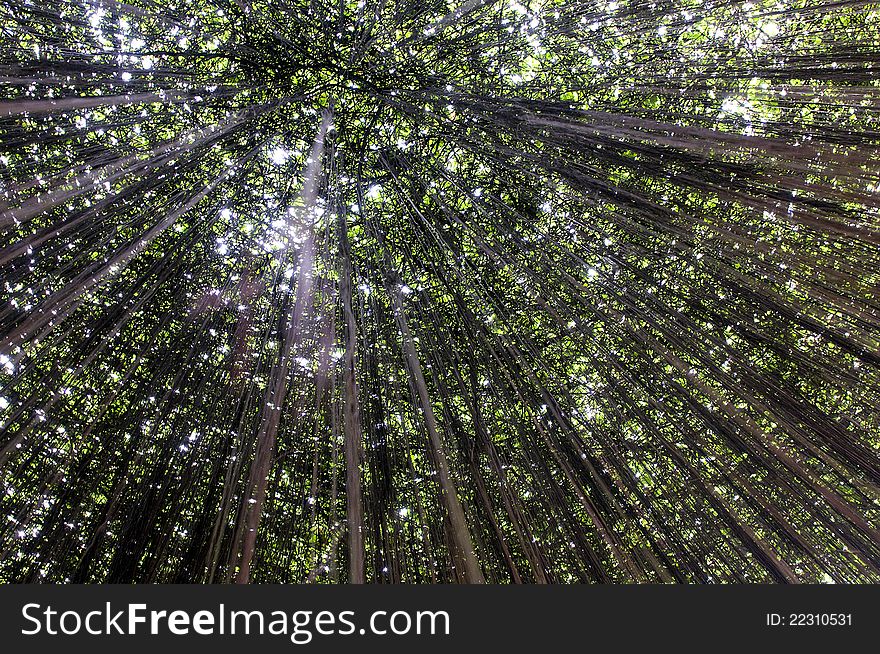 Picture of vines hanging from a tree. Picture of vines hanging from a tree