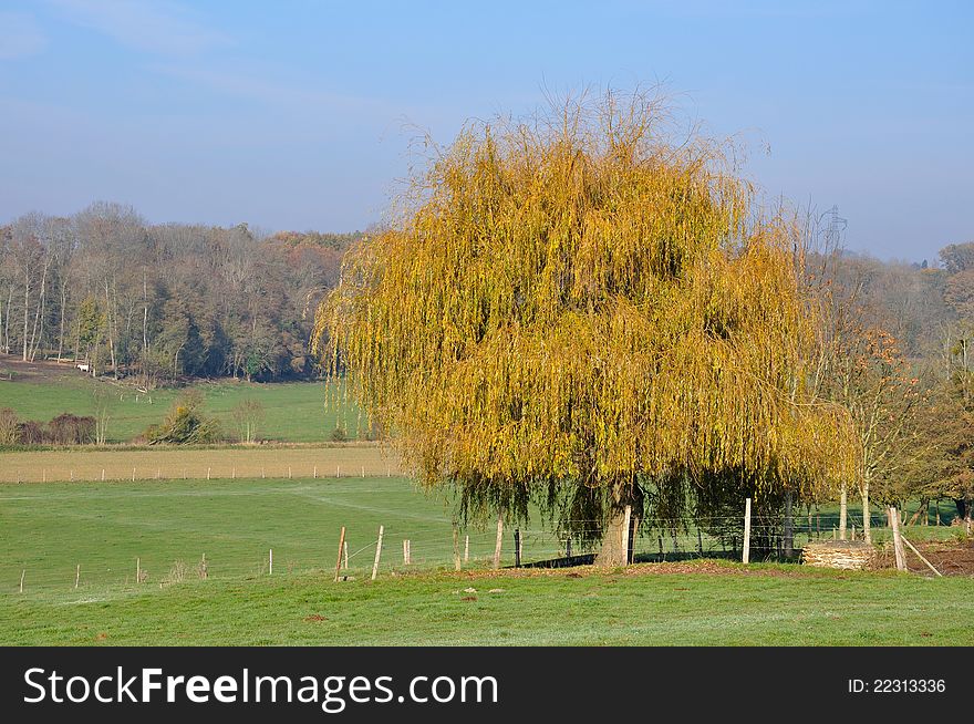 Weeping willow in a rural landscape. Weeping willow in a rural landscape