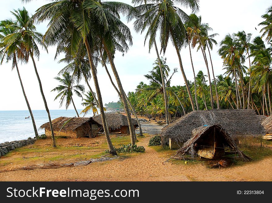 Palm Trees On The Calm Bay In India