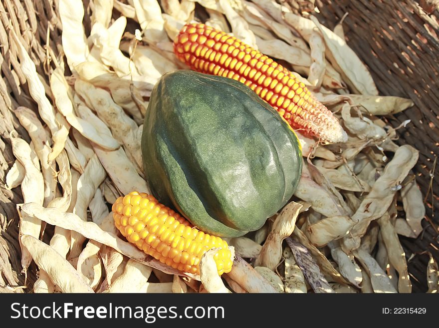 Corn and dried beans sitting in a basket. Corn and dried beans sitting in a basket