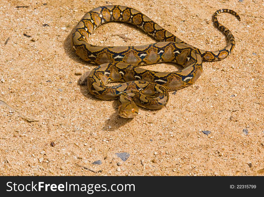 The Boa snake on sand