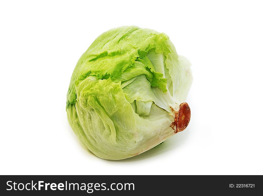 Fresh Cabbage