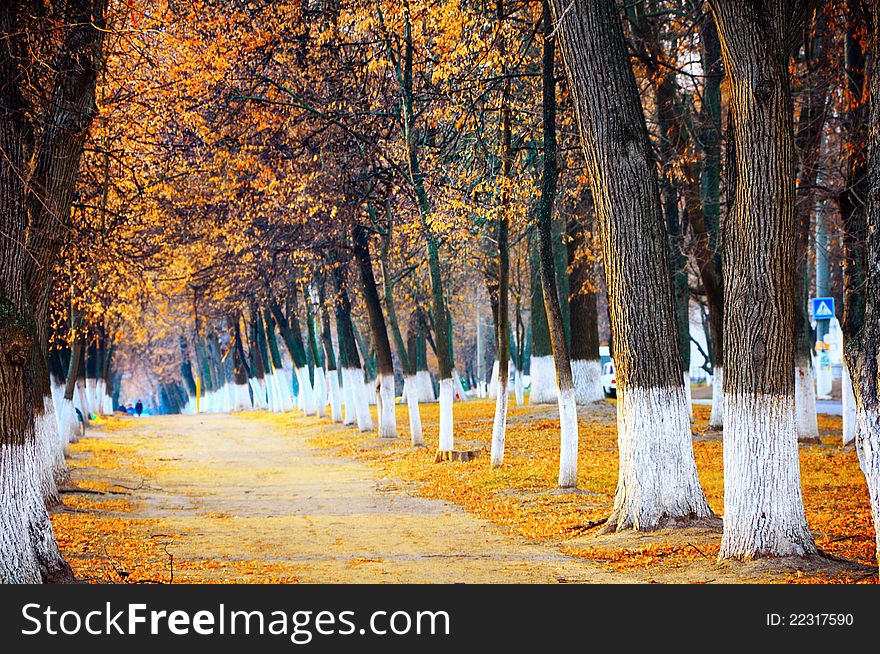 Autumn avenue in park with the painted trunks of trees in white color. Autumn avenue in park with the painted trunks of trees in white color