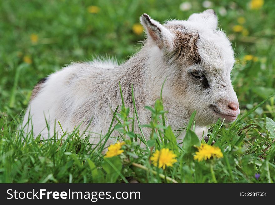 Young funny goat is resting while lying on grass. Young funny goat is resting while lying on grass