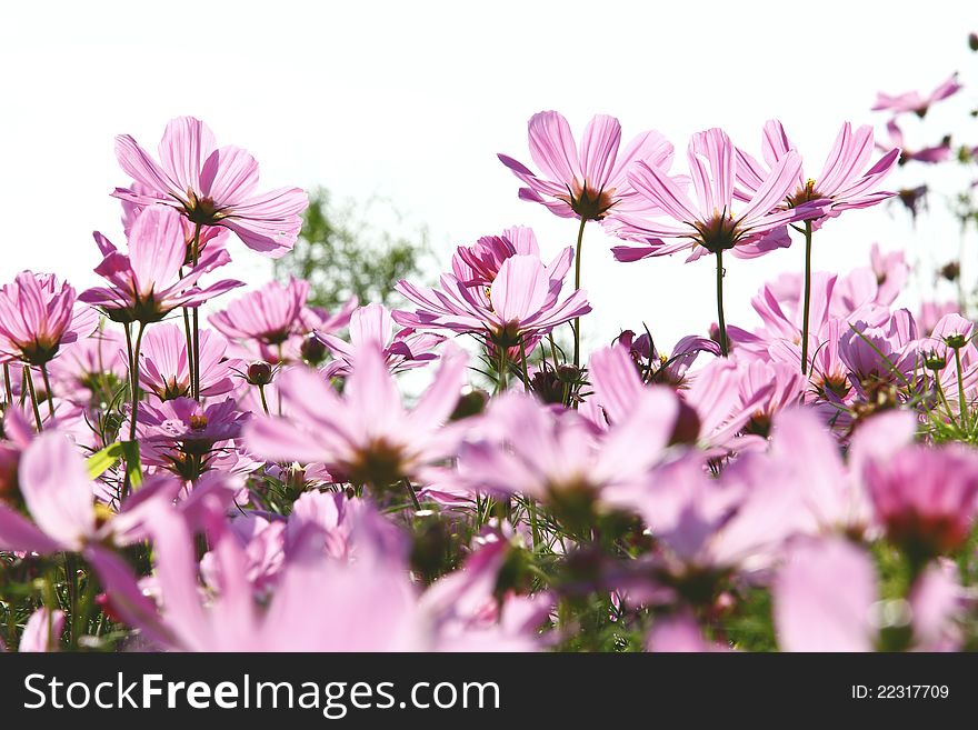 Blossom Pink Flower In A Beautiful Day.