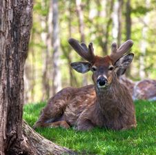 Whitetail Deer Royalty Free Stock Images