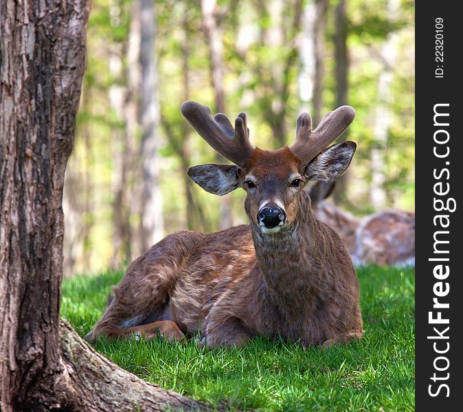 White-tailed deer/buck in velvet, lying down in the grass. Springtime in Wisconsin. White-tailed deer/buck in velvet, lying down in the grass. Springtime in Wisconsin