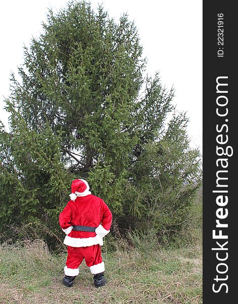 Santa Claus standing in front of a huge evergreen tree. Santa Claus standing in front of a huge evergreen tree.