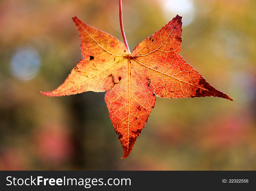 Beautiful leaf displays the full colors of Autumn. Beautiful leaf displays the full colors of Autumn.