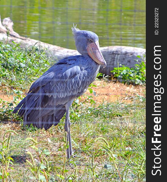 A rare african Shoebill Stork bird at a zoo