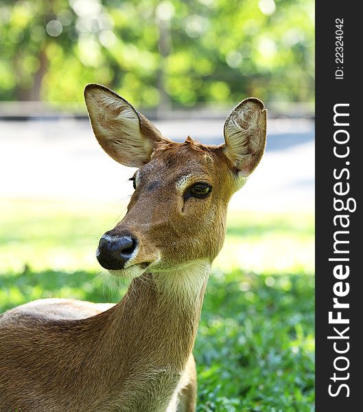 Female deer in the open zoo