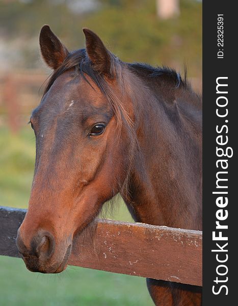 A portrait style image of a common brown horse head leaning over a fence.