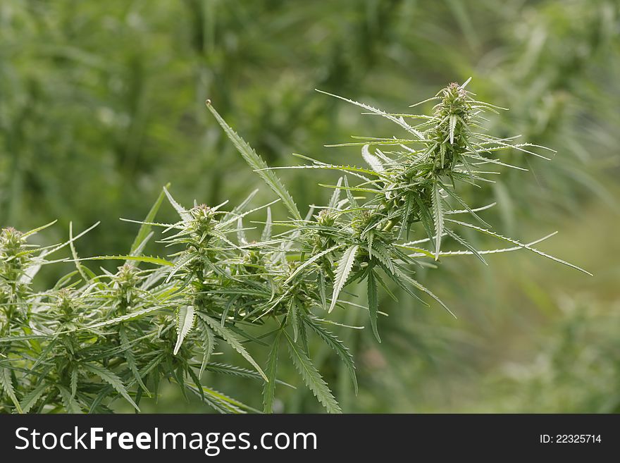 Hemp plant in europe. Cannabis Sativa. Marijuana plant.