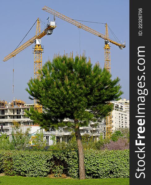 A pine tree in front of a construction site.