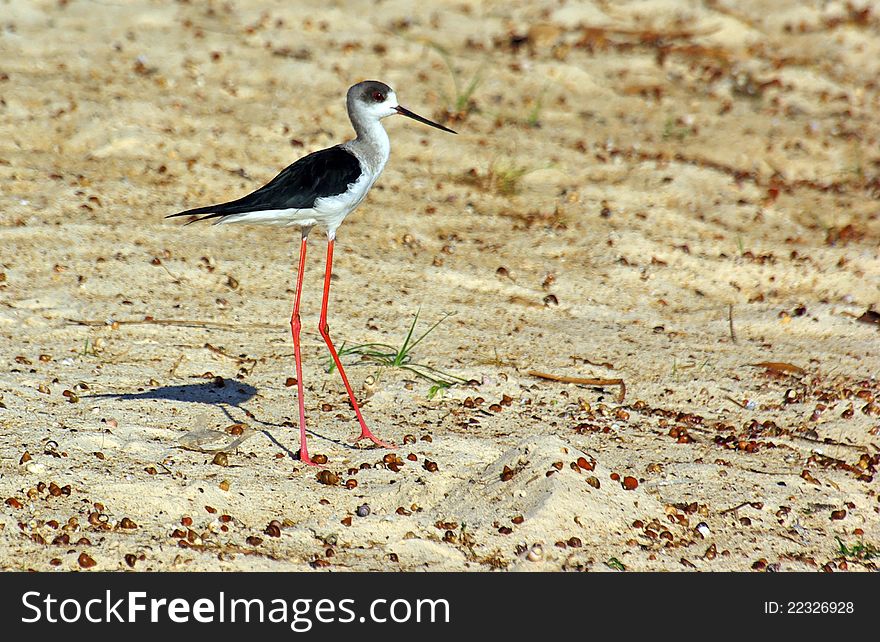 White Stilt